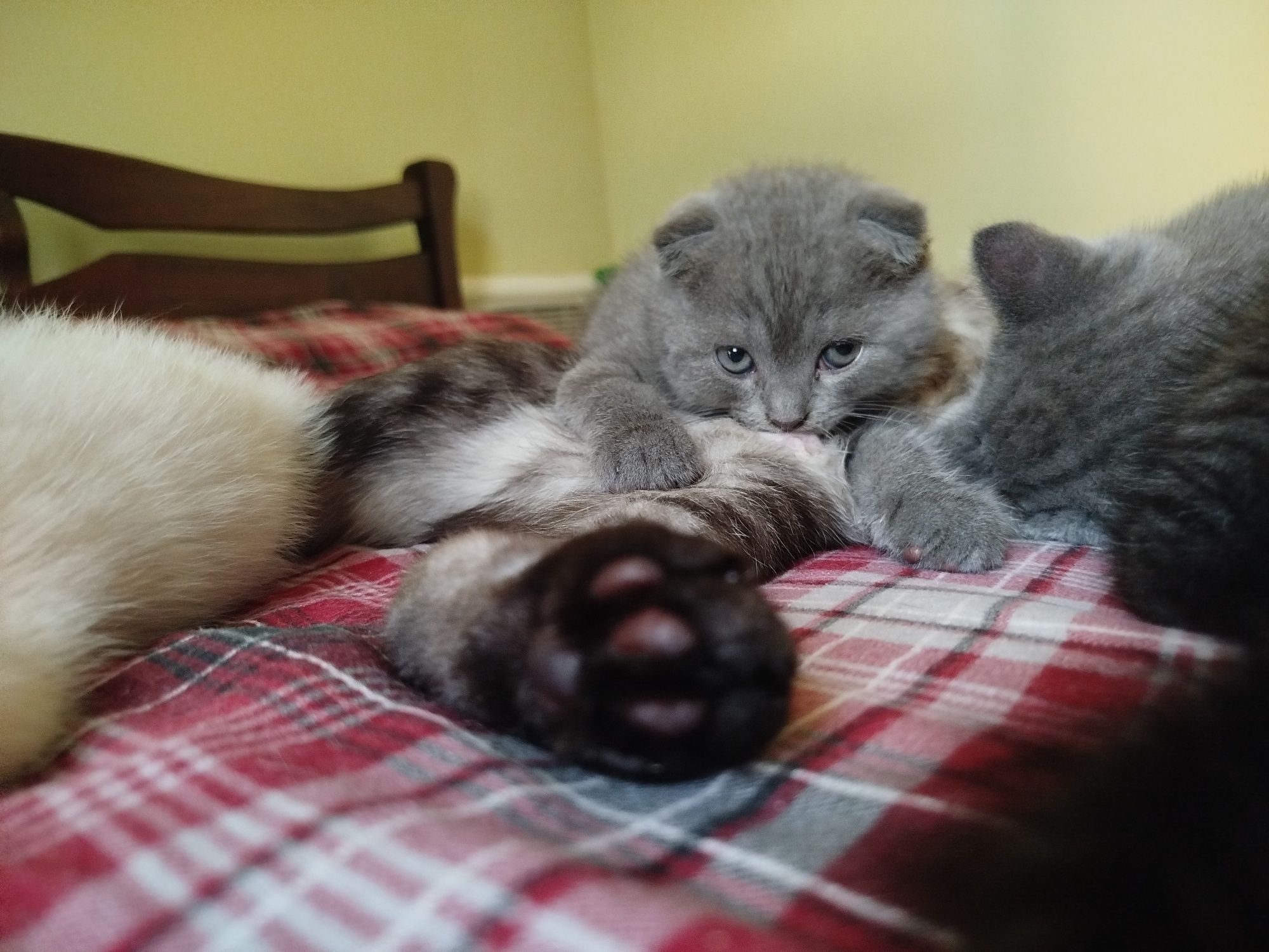 Шотландські кошенята