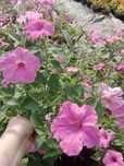 Supertunia Vista 15 szt i inne