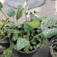 Медуница - растение для тенистого сада