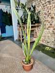Sansevieria Trifasciata Assalam