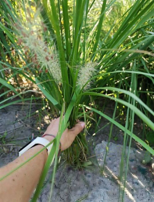 пеннісетум лісохвостний  . пухнастий злаковий до 1 м