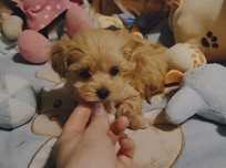Maltipoo piesek xxs red