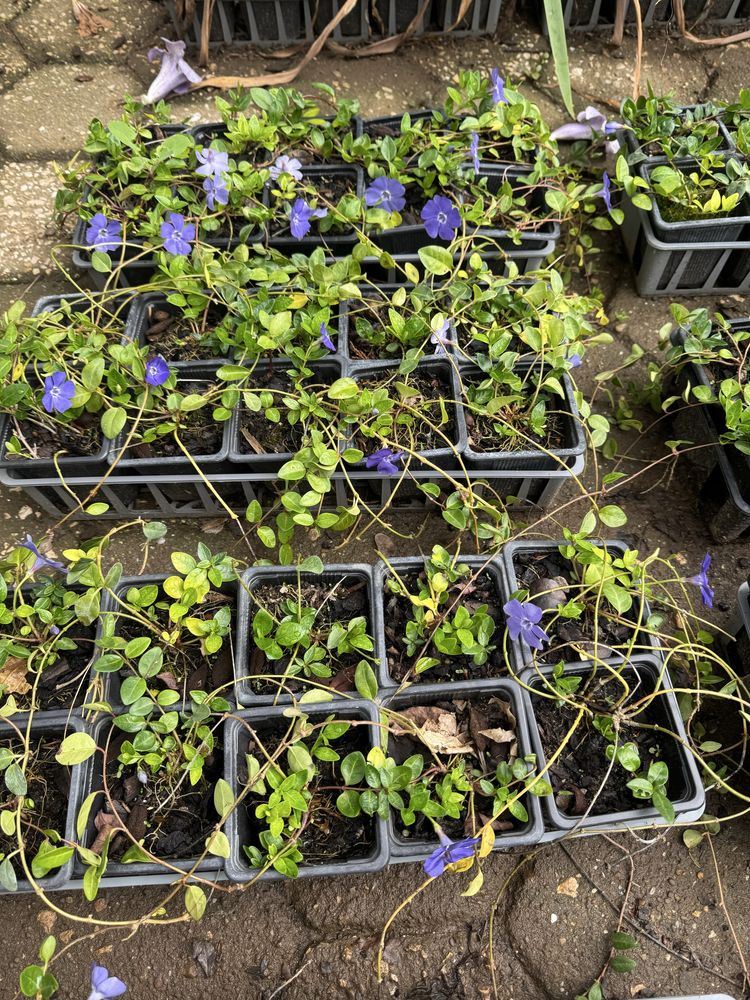 Vinca minor.