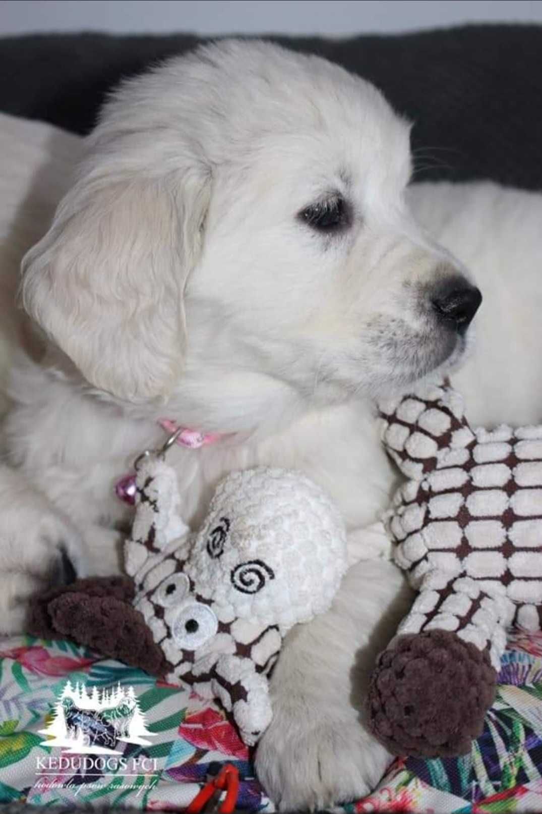 Golden retriever piesek-chłopiec ZKwP FCI