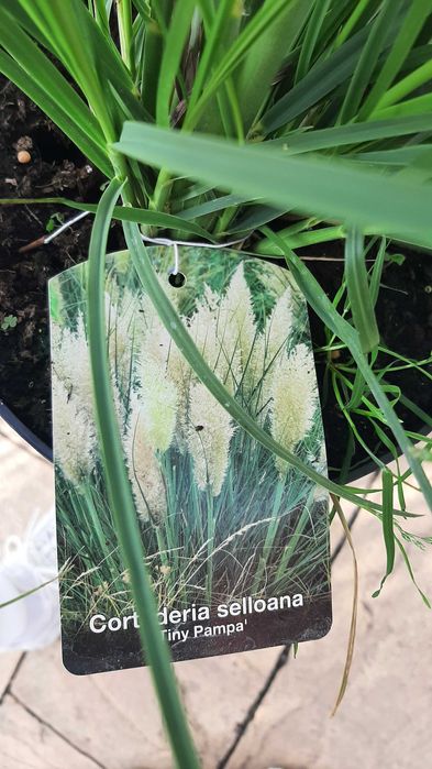 Trawa pampasowa "Tiny Pampa", niska, kompaktowa, unikat!