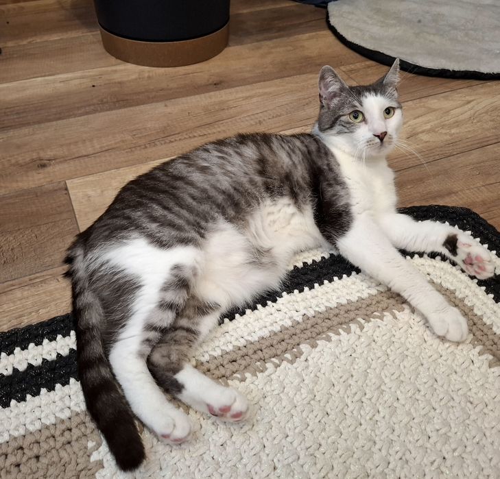 Popiołek pilnie szuka domu