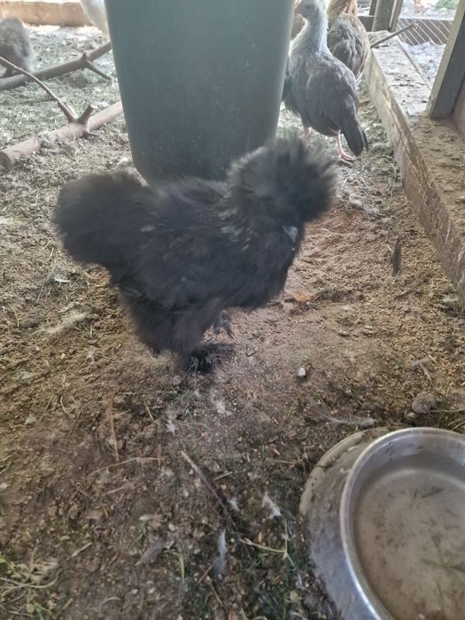 Kury i koguty volwerk lakenfelder  ayam cemani oraz silki jedwabiste