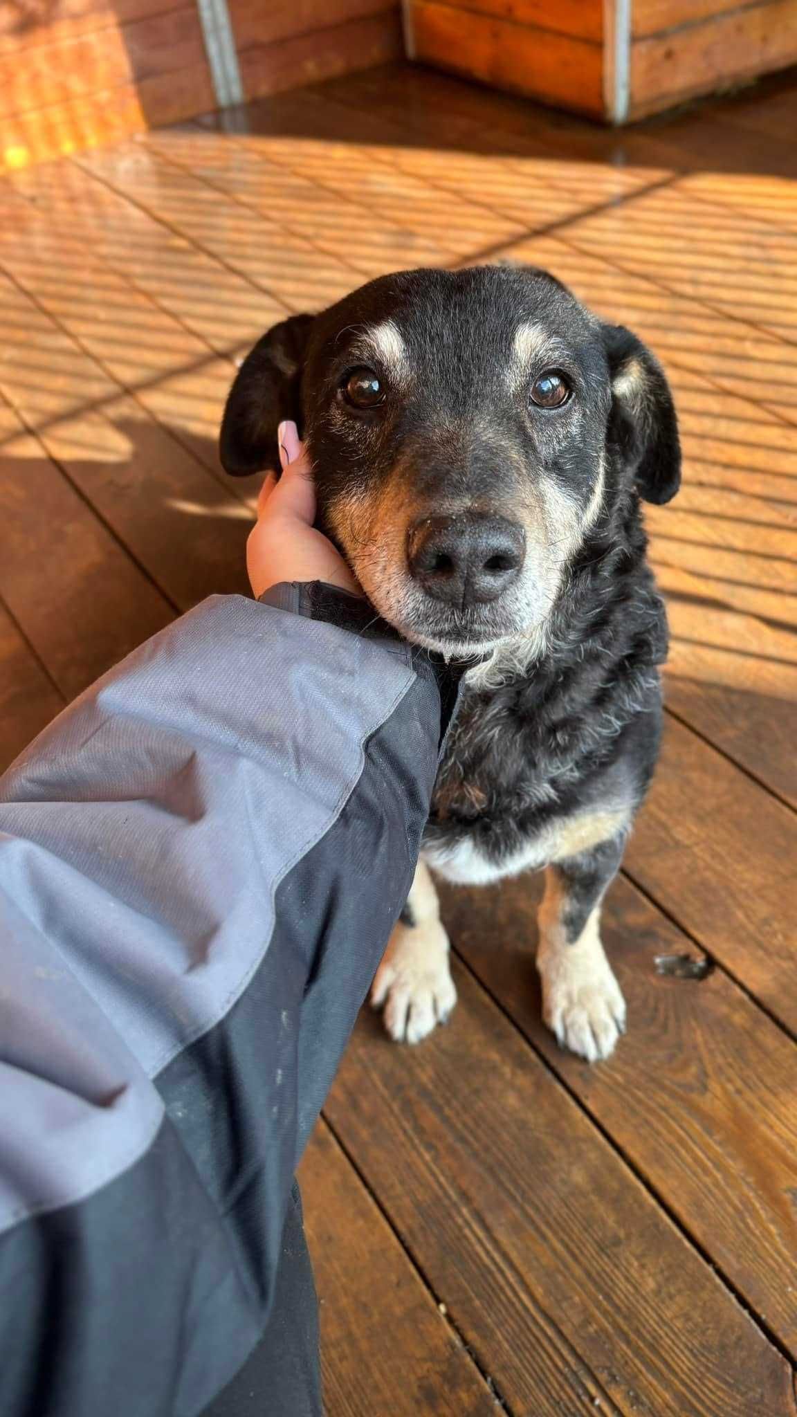 Marty senior do adopcji Kalisz Poznan Wroclaw Lodz