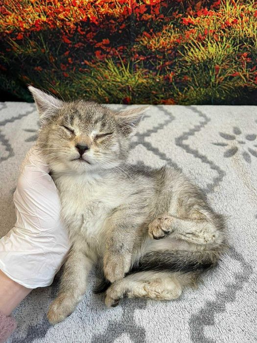 Migdałek-Kotek szuka domu