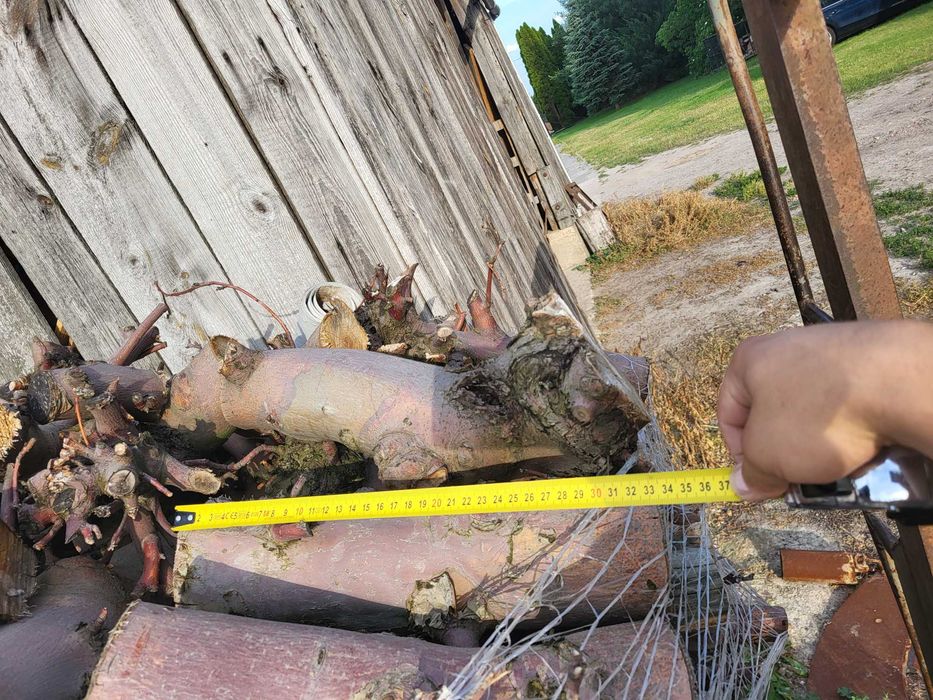 Drzewo opalowe kominkowe Transport