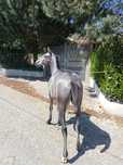 Vendo poldro cruzado lusitano