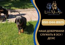 Щенята добермана ціна, цуценята доберманів продаж, Щенкі ВІД ЧЕМПІОНІВ