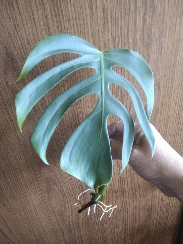 Monstera Sierra na mexican