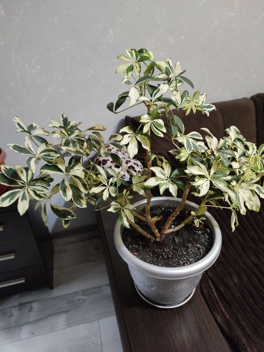 Продам шеффлеру с горщиком