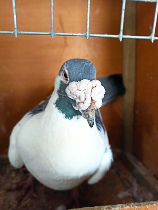 Gołębie staropolskie samiec