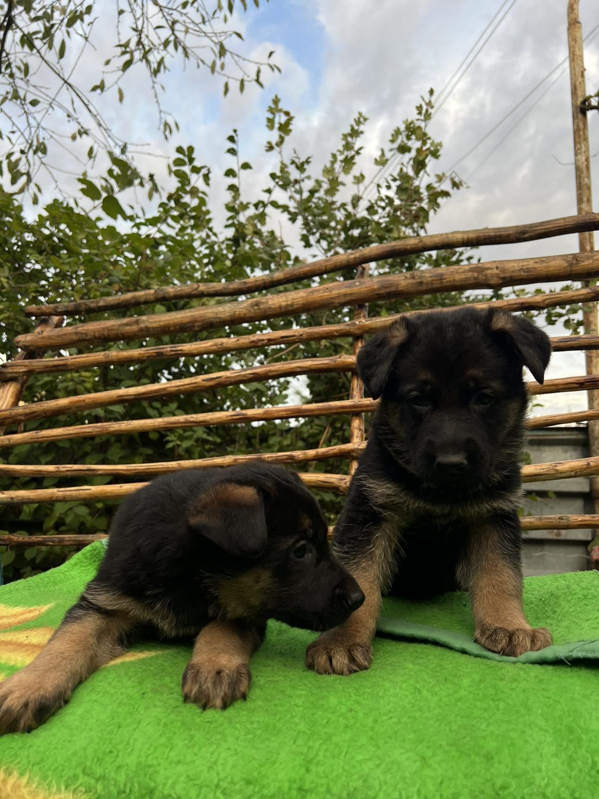 Цуценята німецької вівчарки