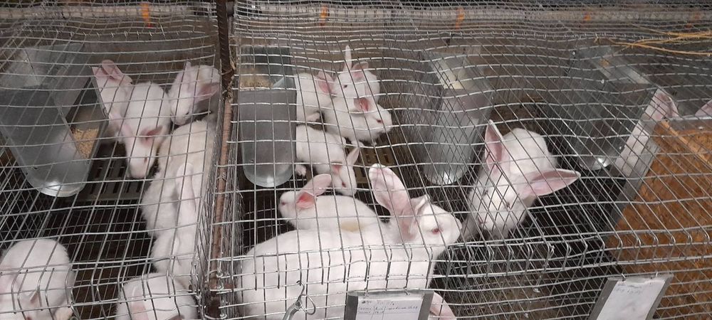 Продаю кролі термонська біла.