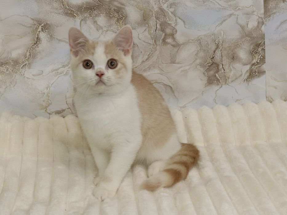 Хлопчик рухлива зефірка