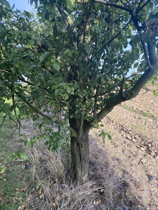 Oddam drzewo za wycinkę
