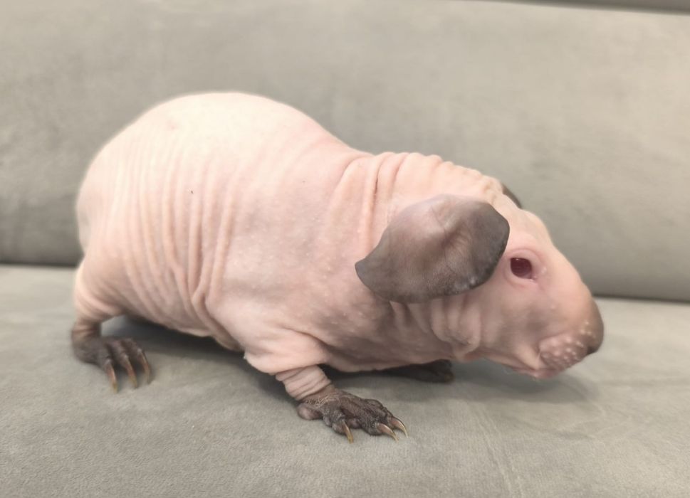 Świnka morska cavia skinny Baldwin biała himalaya samiec z hodowli