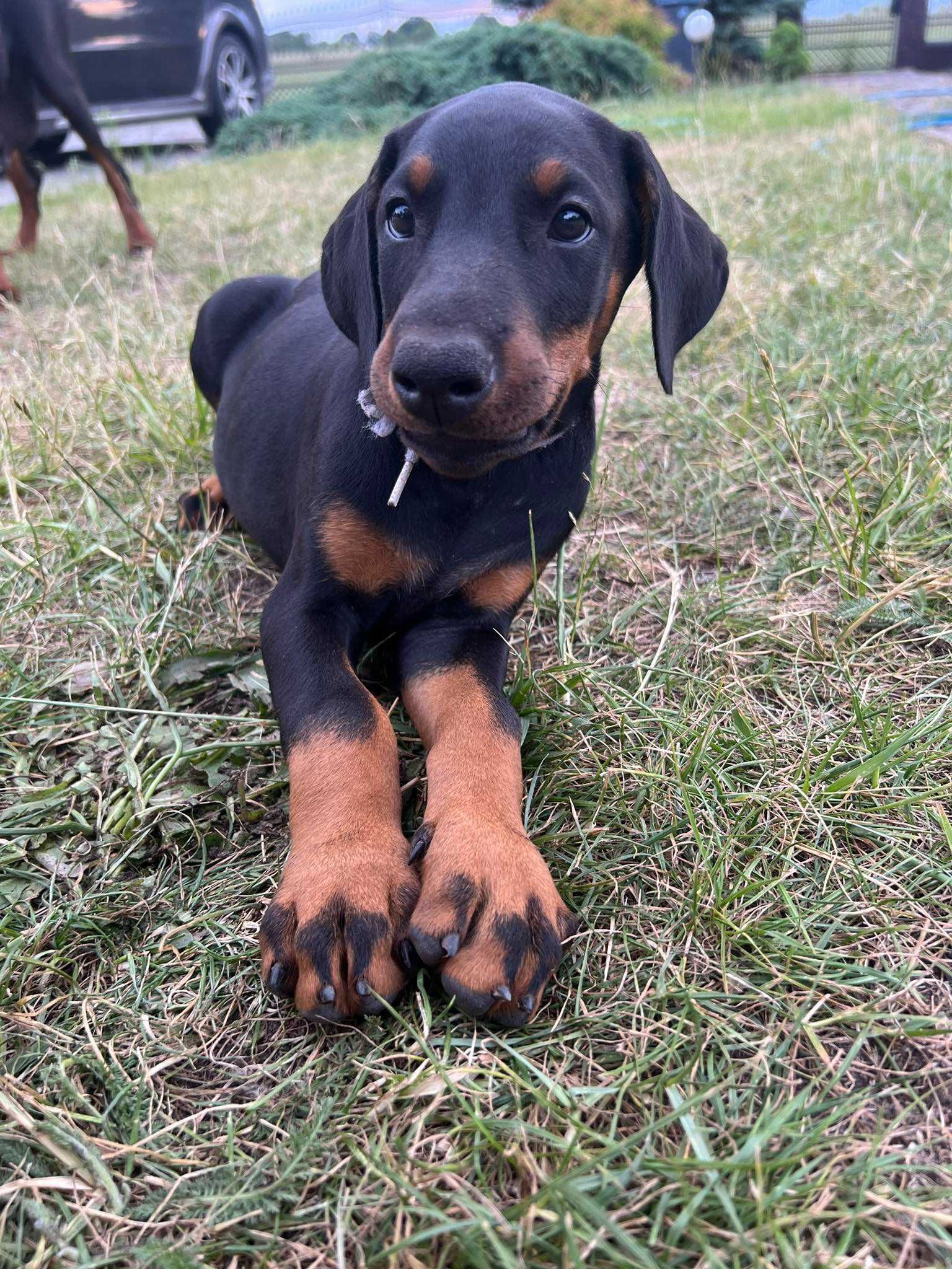 Doberman suczka szczenię pies  z rodowodem