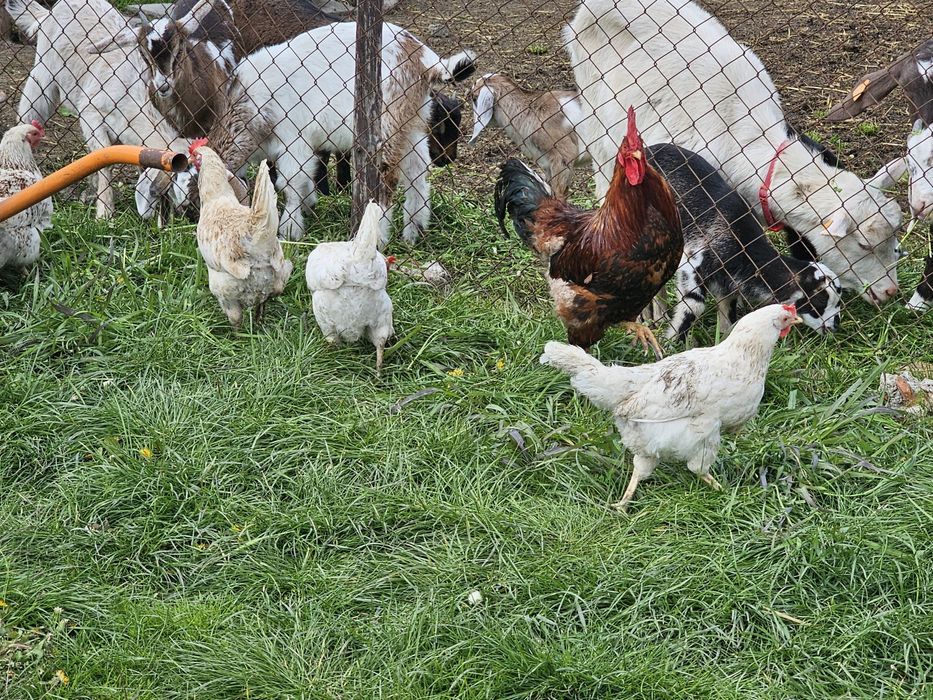 Jajka z wolnego wybiegu Łążynek