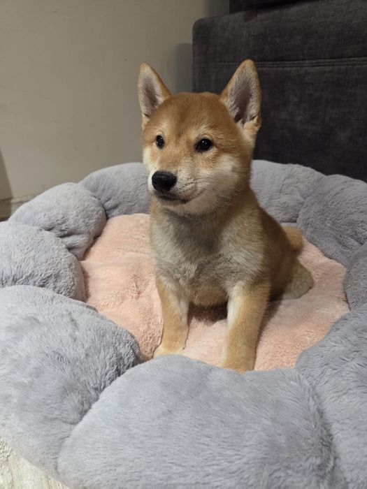 Shiba inu piesek szczeniak