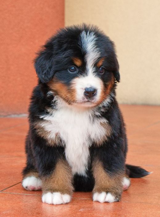 Berneński Pies Pasterski Piesek FCI po Championach