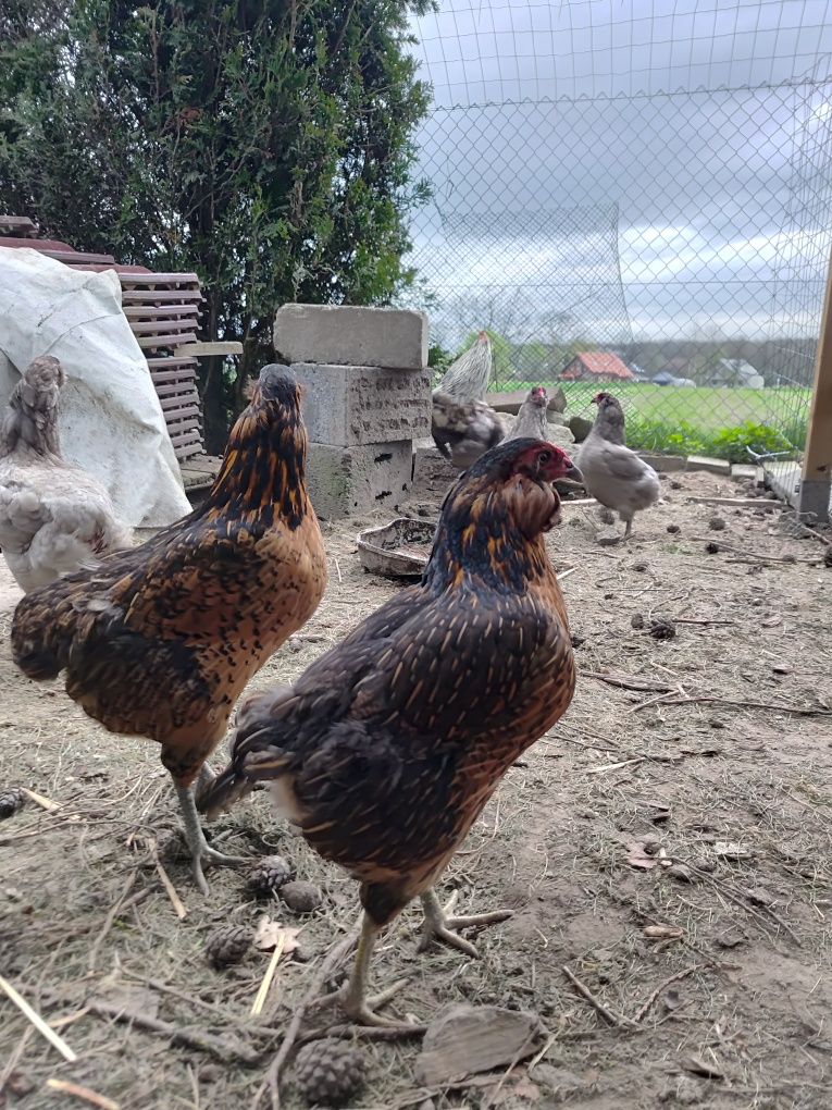 Araucana Jaja lęgowe