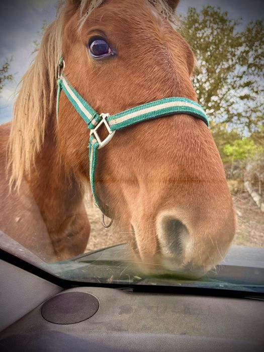 Poldro Breton bem constituído