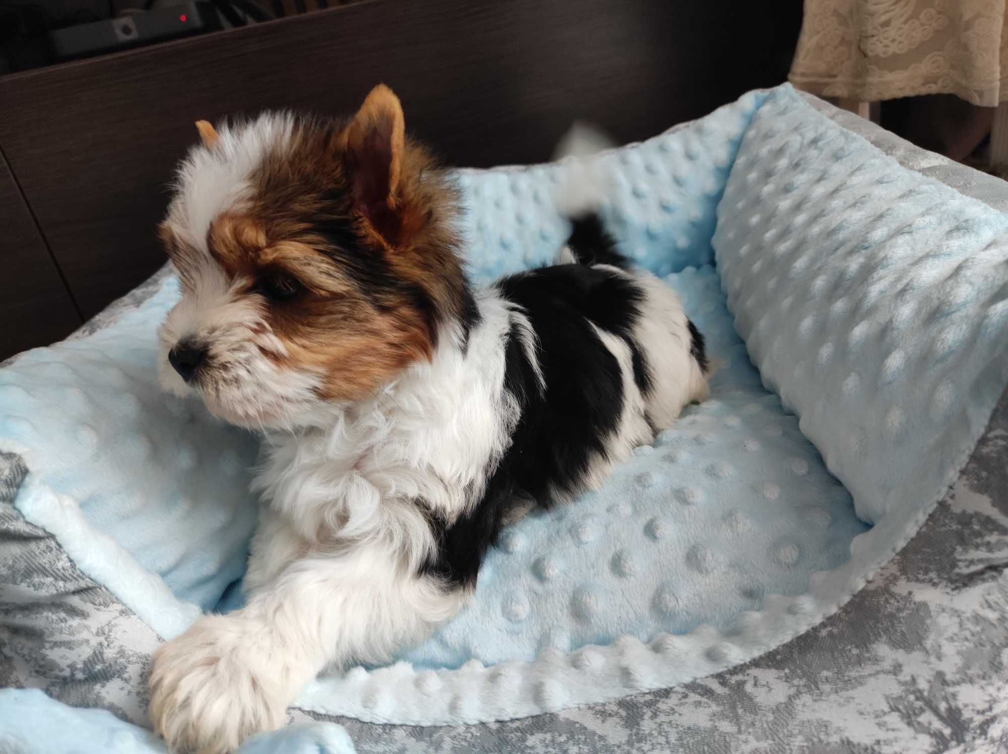 Yorkshire terrier