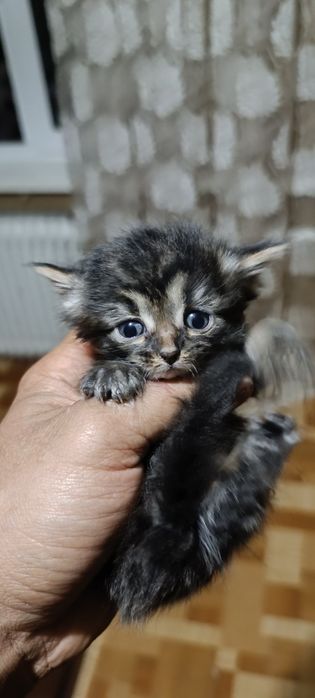 Отдам котят в хорошие руки.