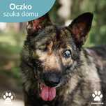 Oczko czeka na dom!