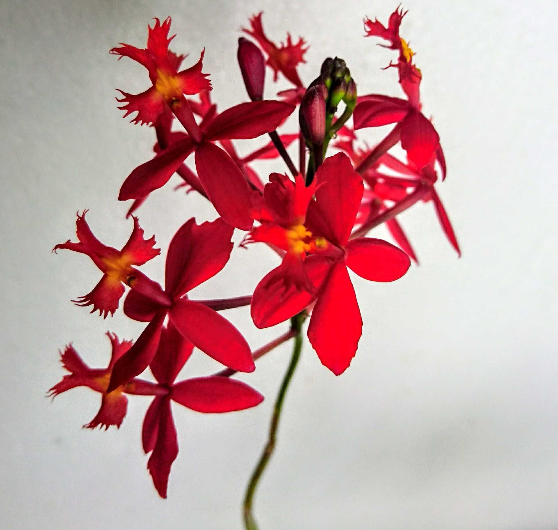 Орхідея / Орхидея Epidendrum ibaguense