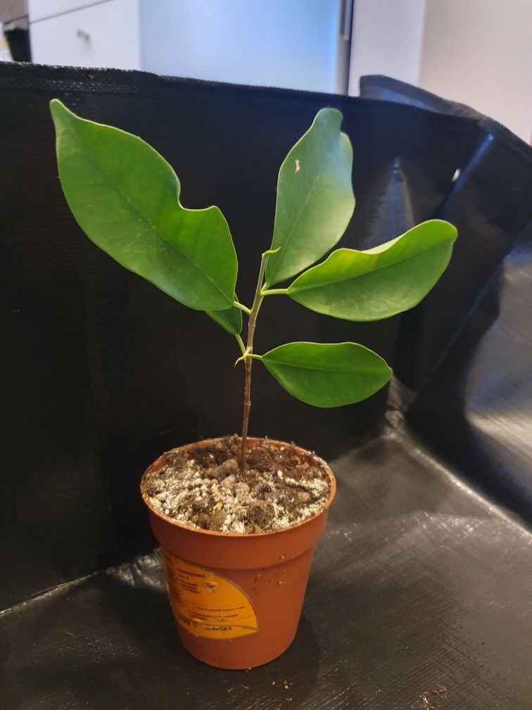 Ficus Benjamina- bonsai