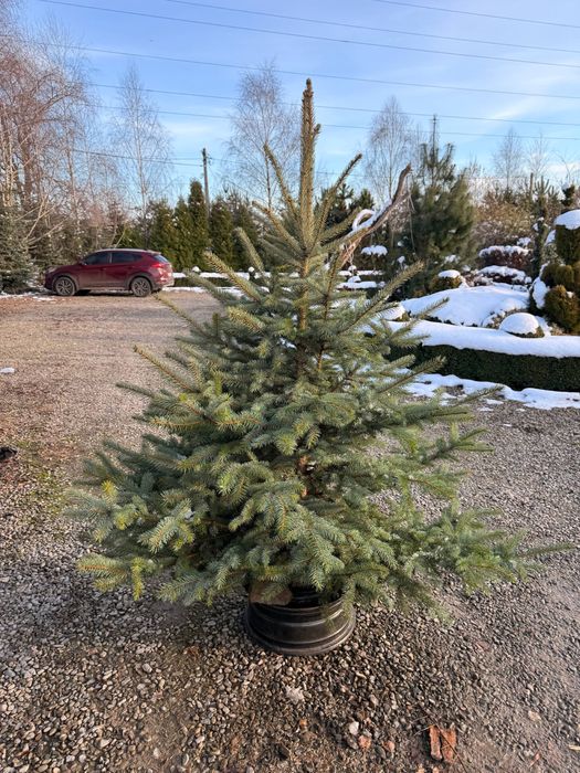 Продам Ялинки на зруб  ГУРТ