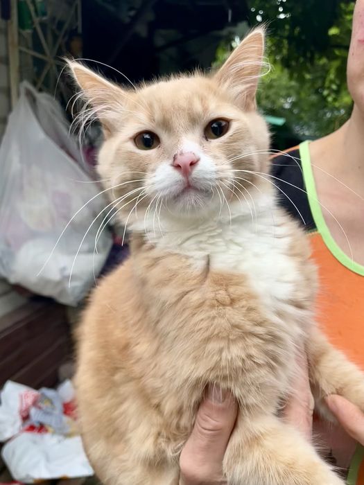 Кот котенок подросток рыжий персиковый с белым