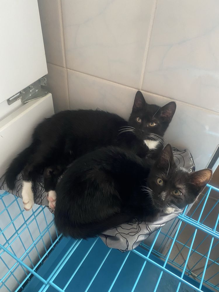 Кошеня, котеня, котик, котики, киця, кіт, котенок