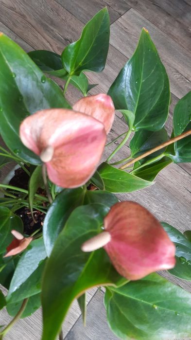 Антуріум колір фуксія, насичений рожевий