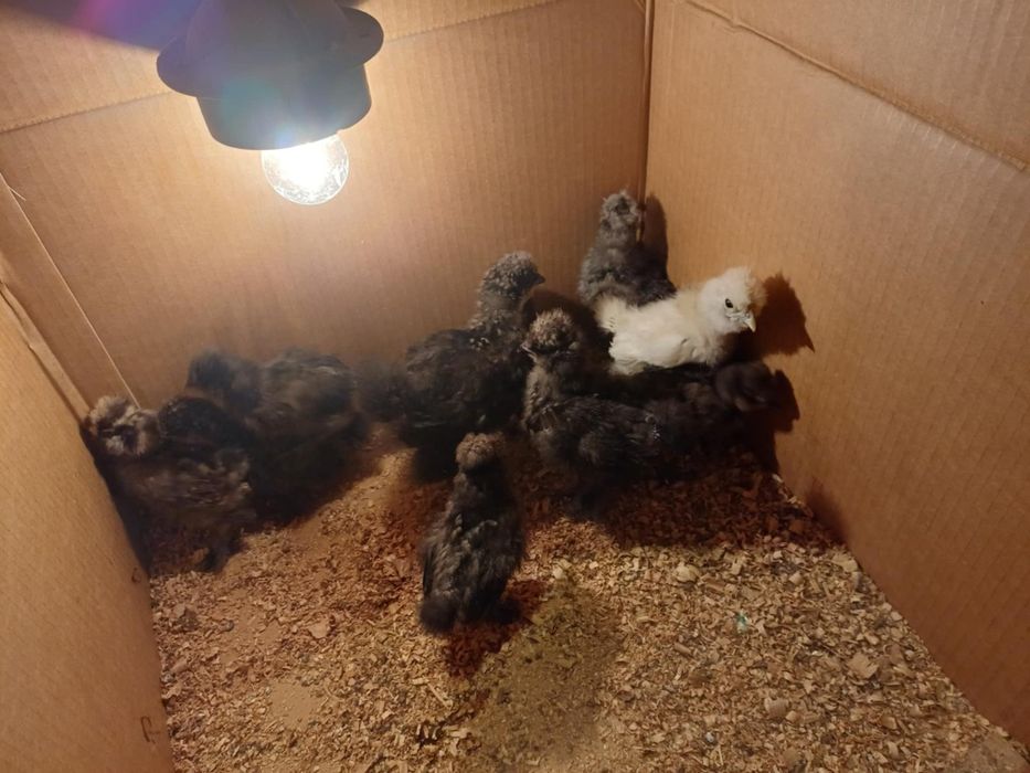 Kurczaki kurczeta Silki różne kolory Silka