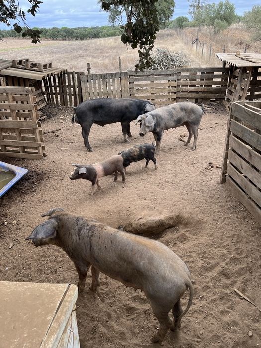 Leitões prontos a sair