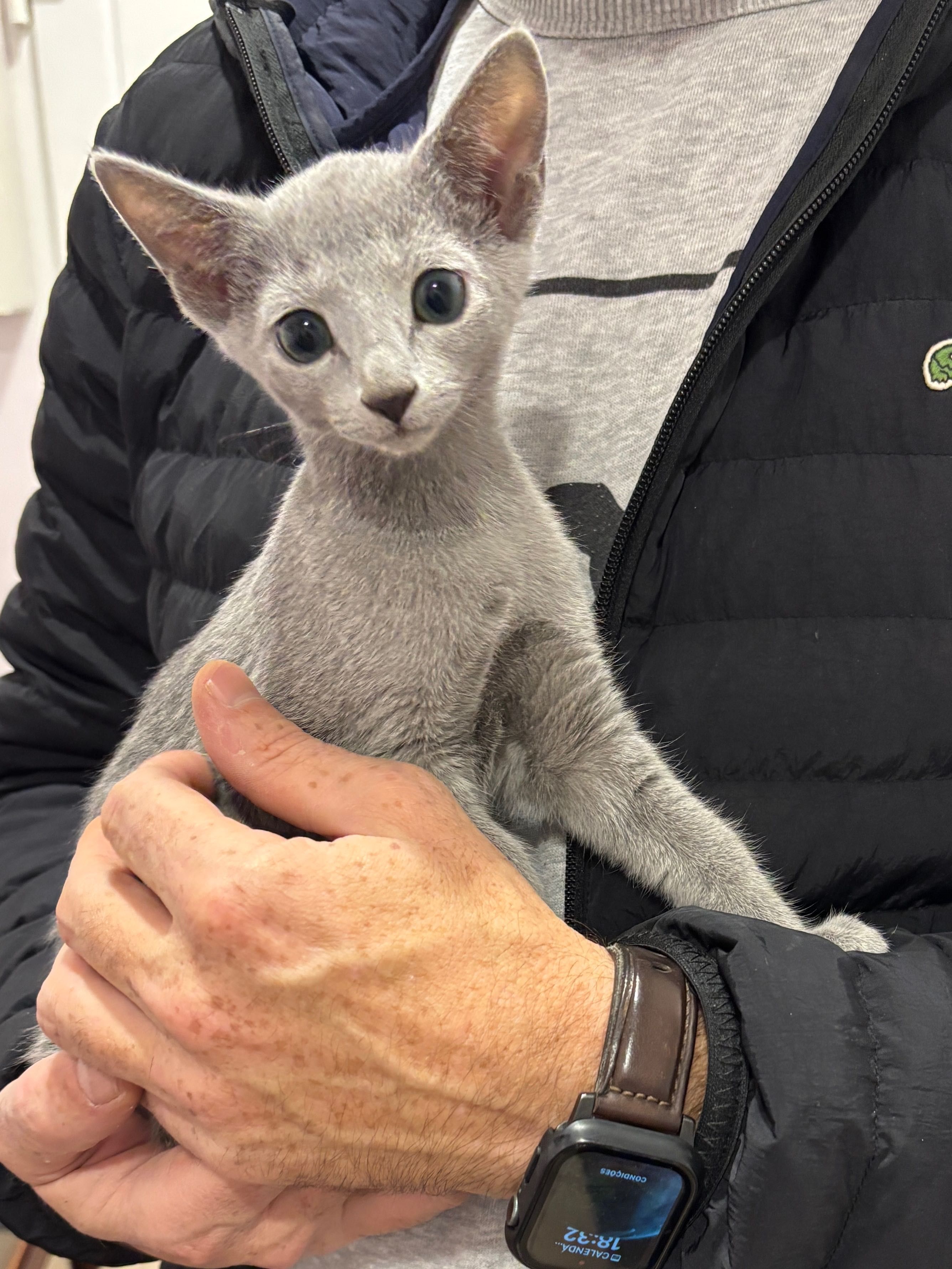Russian Blue/Azul Russo