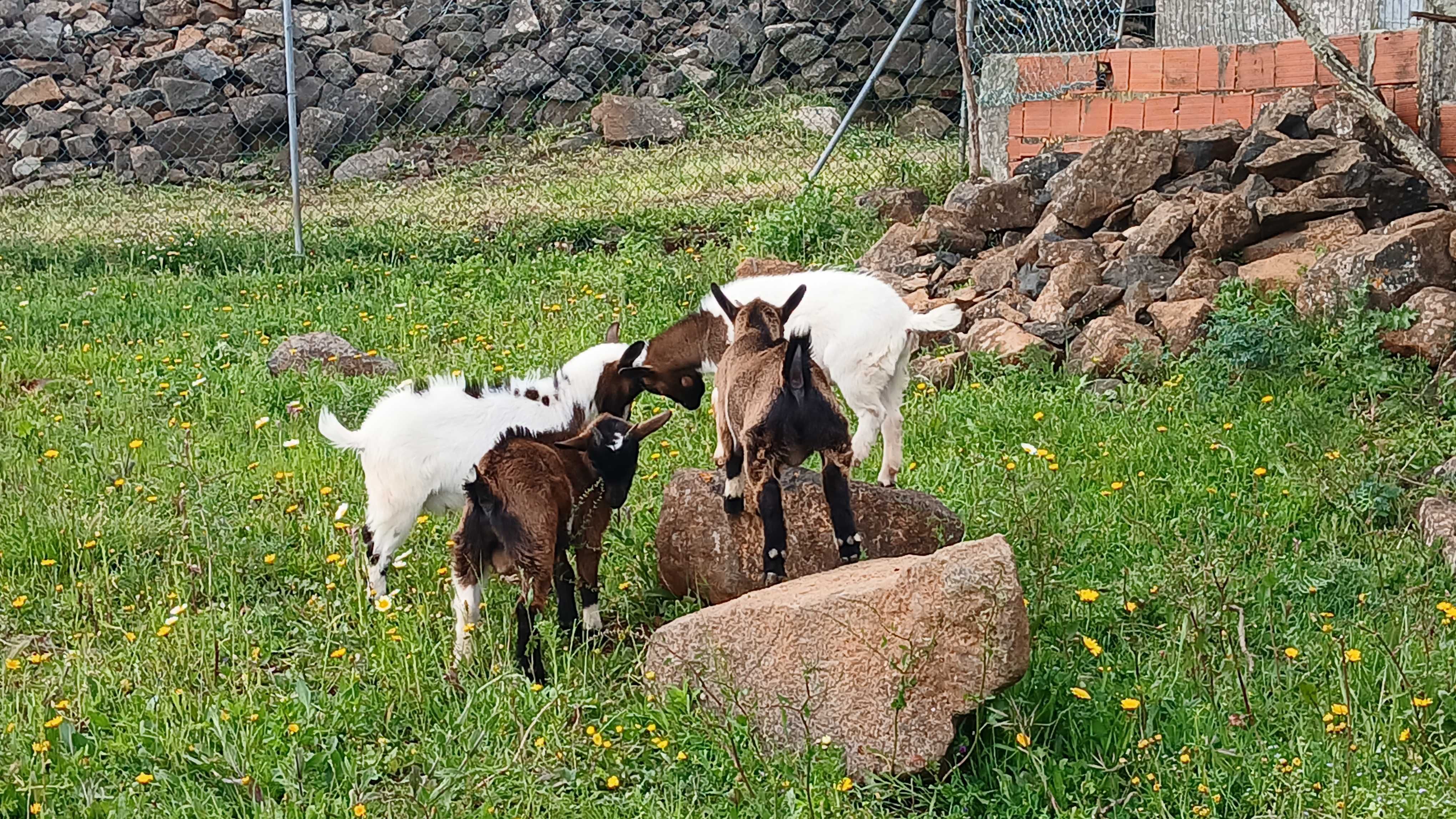 Cabras bebés anãs