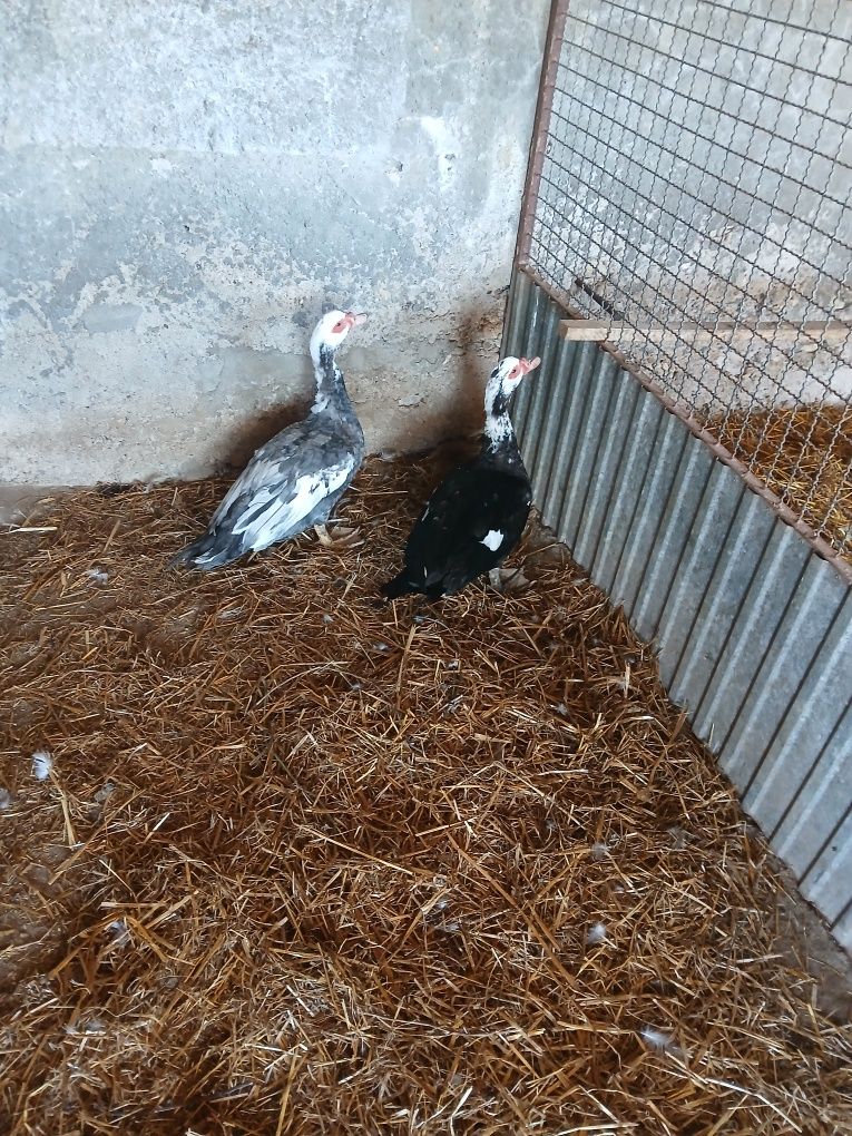 Patos mudos para a troca