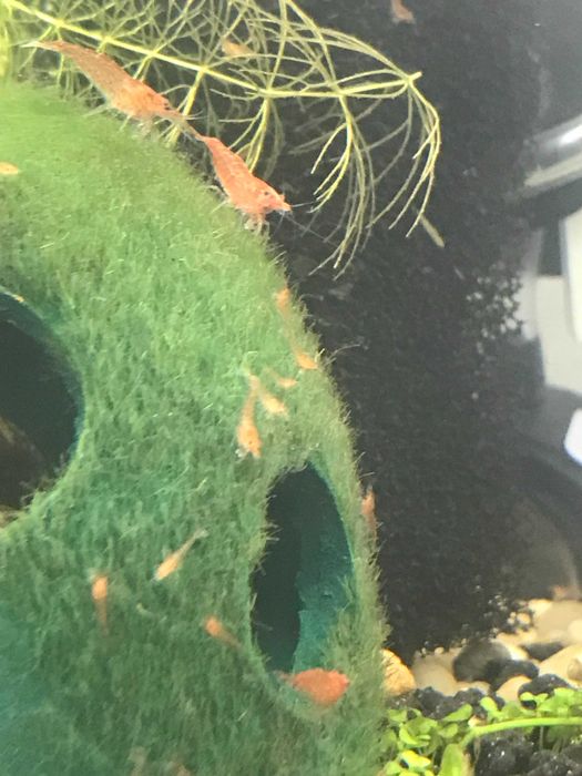 Krewetka Red Cherry - Neocaridina Heteropoda