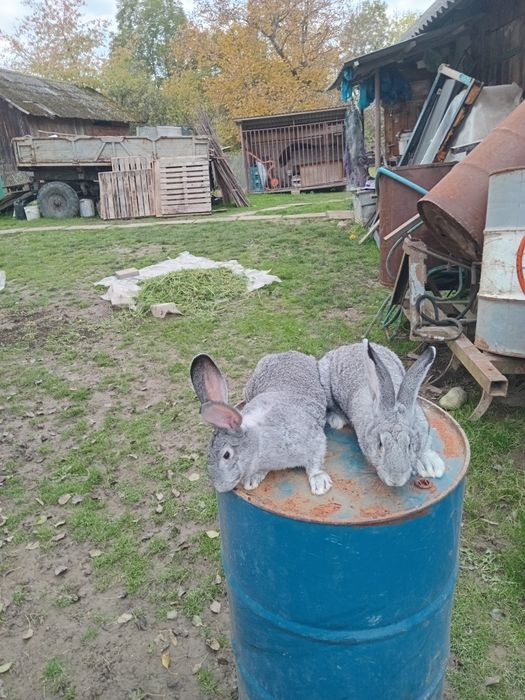 Кролі Шиншила. Мололі самці, самки