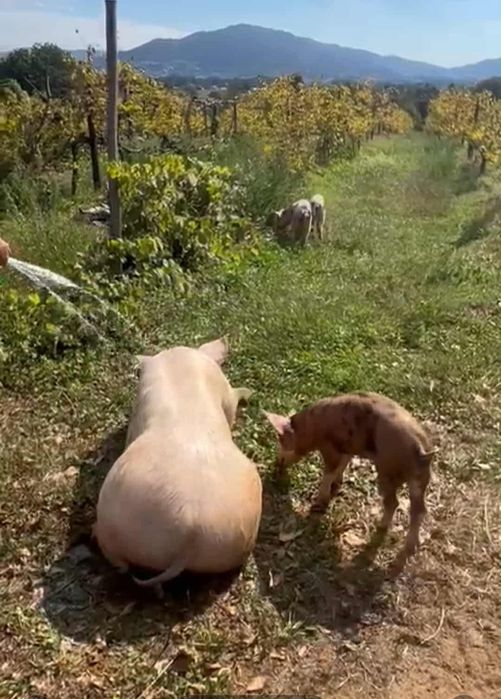 Porco capado 17 meses