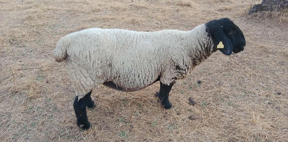 Ovelha Suffolk Inglesa