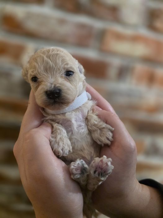 Maltipoo f1 piesek xxs  do rezerwacji !