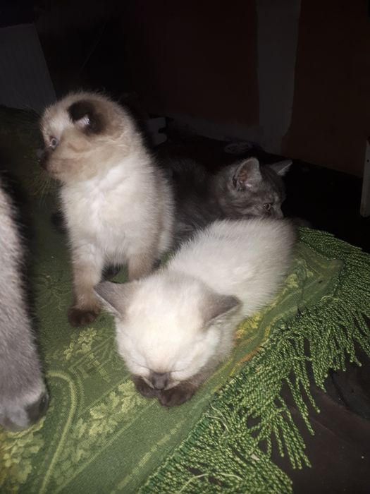 Шотландский вислоухие котята